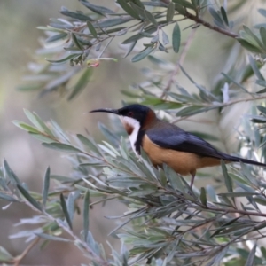 Acanthorhynchus tenuirostris at Bungonia State Conservation Area - 10 Jun 2024