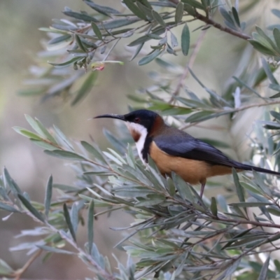 Acanthorhynchus tenuirostris (Eastern Spinebill) at Bungonia, NSW - 10 Jun 2024 by Rixon