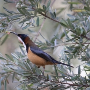 Acanthorhynchus tenuirostris at Bungonia State Conservation Area - 10 Jun 2024