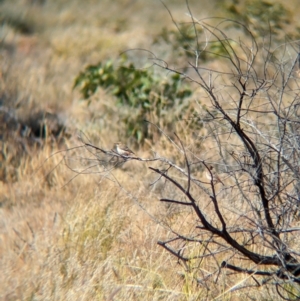 Epthianura tricolor at Lake Mackay, NT - 22 May 2024 12:35 PM