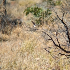 Epthianura tricolor at Lake Mackay, NT - 22 May 2024 12:35 PM