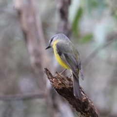 Eopsaltria australis (Eastern Yellow Robin) at Bungonia, NSW - 10 Jun 2024 by Rixon