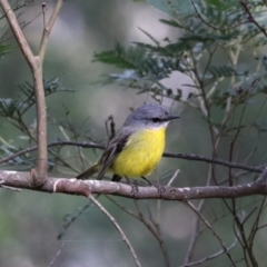 Eopsaltria australis at Bungonia National Park - 10 Jun 2024 02:10 PM