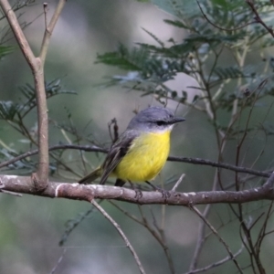 Eopsaltria australis at Bungonia National Park - 10 Jun 2024