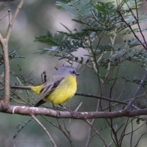 Eopsaltria australis at Bungonia National Park - 10 Jun 2024