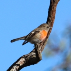 Petroica boodang (Scarlet Robin) at Bungonia, NSW - 10 Jun 2024 by Rixon