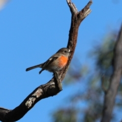 Petroica boodang at Bungonia National Park - 10 Jun 2024