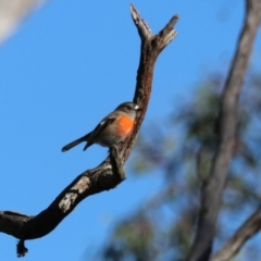 Petroica boodang at Bungonia National Park - 10 Jun 2024