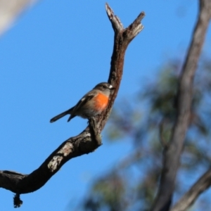 Petroica boodang at Bungonia National Park - 10 Jun 2024 03:19 PM