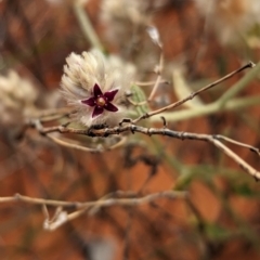 Ptilotus arthrolasius at Newhaven Wildlife Sanctuary - 22 May 2024 by Darcy