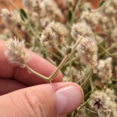 Ptilotus arthrolasius at Lake Mackay, NT - 22 May 2024