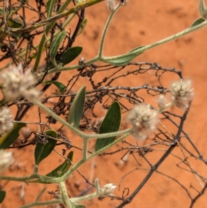 Ptilotus arthrolasius at Lake Mackay, NT - 22 May 2024 02:43 PM