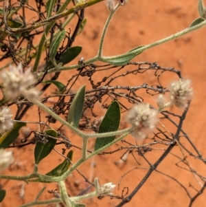 Ptilotus arthrolasius at Lake Mackay, NT - 22 May 2024