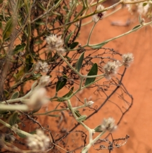 Ptilotus arthrolasius at Lake Mackay, NT - 22 May 2024 02:43 PM