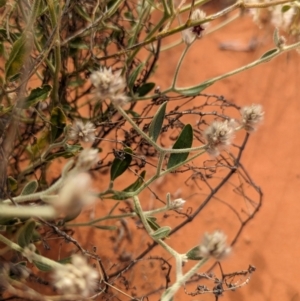 Ptilotus arthrolasius at Lake Mackay, NT - 22 May 2024