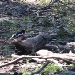 Petroica boodang (Scarlet Robin) at Bungonia State Conservation Area - 10 Jun 2024 by Rixon