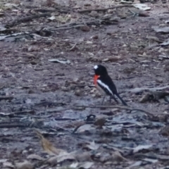 Petroica boodang at Bungonia State Conservation Area - 10 Jun 2024