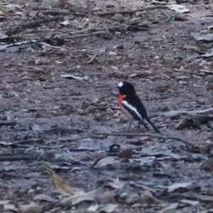 Petroica boodang at Bungonia State Conservation Area - 10 Jun 2024 03:59 PM