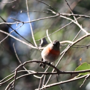 Petroica boodang at Bungonia State Conservation Area - 10 Jun 2024 03:59 PM