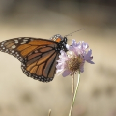 Danaus plexippus at Monarto, SA - 27 May 2024 by Christine