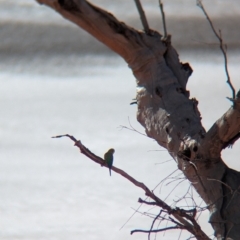 Melopsittacus undulatus (Budgerigar) at Lake Mackay, NT - 22 May 2024 by Darcy