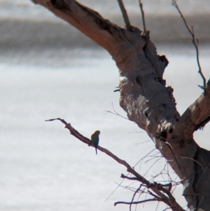 Melopsittacus undulatus at Lake Mackay, NT - 22 May 2024