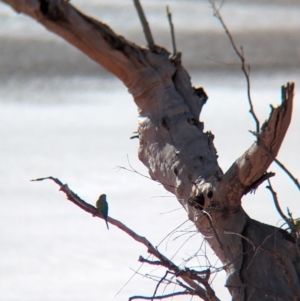 Melopsittacus undulatus at Lake Mackay, NT - 22 May 2024