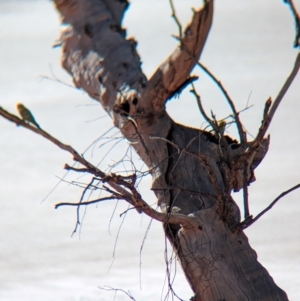 Melopsittacus undulatus at Lake Mackay, NT - 22 May 2024