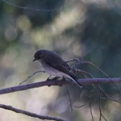 Microeca fascinans at Bungonia, NSW - 10 Jun 2024 by Rixon