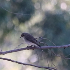 Microeca fascinans at Bungonia National Park - 10 Jun 2024 03:20 PM