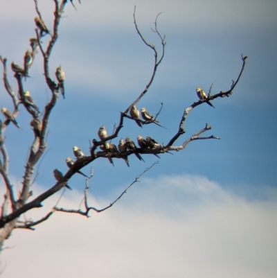 Nymphicus hollandicus (Cockatiel) at Newhaven Wildlife Sanctuary - 22 May 2024 by Darcy