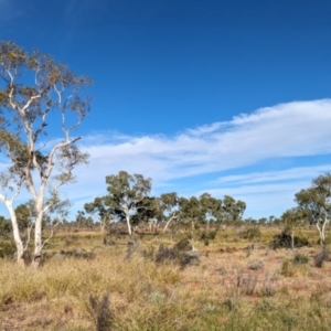 Corymbia aparrerinja at Lake Mackay, NT - 22 May 2024