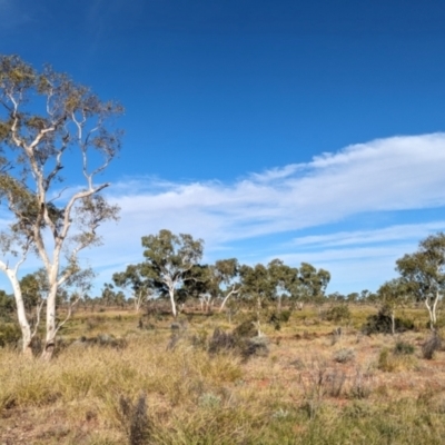 Corymbia aparrerinja (Ghost Gum) at Newhaven Wildlife Sanctuary - 22 May 2024 by Darcy