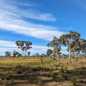 Corymbia aparrerinja at Lake Mackay, NT - 22 May 2024