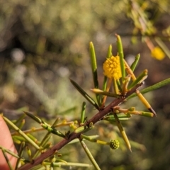 Acacia tetragonophylla (Dead Finish, Kurara) at Newhaven Wildlife Sanctuary - 22 May 2024 by Darcy