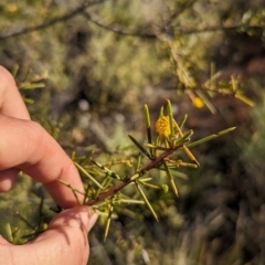 Acacia tetragonophylla at Lake Mackay, NT - 22 May 2024