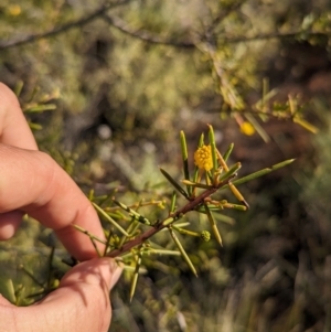 Acacia tetragonophylla at Lake Mackay, NT - 22 May 2024