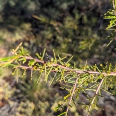 Acacia tetragonophylla at Lake Mackay, NT - 22 May 2024 04:30 PM