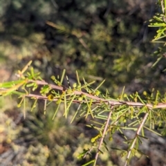 Acacia tetragonophylla at Lake Mackay, NT - 22 May 2024