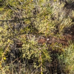 Acacia tetragonophylla at Lake Mackay, NT - 22 May 2024