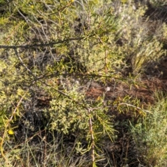 Acacia tetragonophylla at Lake Mackay, NT - 22 May 2024 04:30 PM