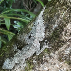 Saltuarius swaini (Southern Leaf-tailed Gecko) at O'Reilly, QLD - 10 Jun 2024 by Hejor1