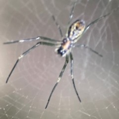 Leucauge dromedaria at Currumbin, QLD - 9 Jun 2024 by Hejor1