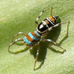 Cosmophasis micarioides (Sparkling Northern Jumping Spider) at Elanora, QLD - 9 Jun 2024 by Hejor1
