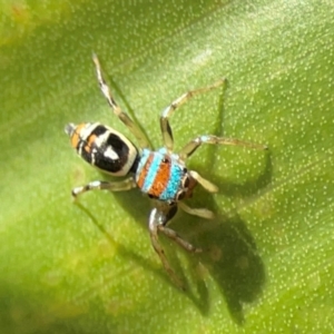 Cosmophasis micarioides at Elanora, QLD - 9 Jun 2024 02:42 PM