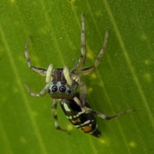 Cosmophasis micarioides at Elanora, QLD - 9 Jun 2024 02:42 PM