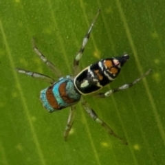 Cosmophasis micarioides at Elanora, QLD - 9 Jun 2024 02:42 PM