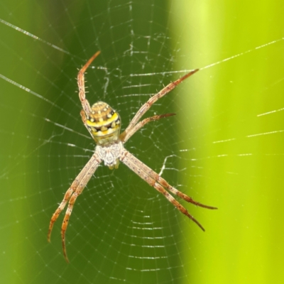 Argiope sp. (genus) at suppressed - 9 Jun 2024 by Hejor1