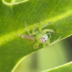 Mopsus mormon (Green Jumping Spider) at Elanora, QLD - 9 Jun 2024 by Hejor1