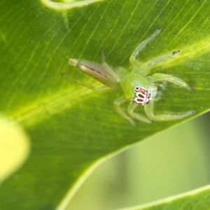 Mopsus mormon at Elanora, QLD - 9 Jun 2024 02:52 PM